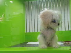 -唐小姐の猫狗洗护·购宠旗舰店(周浦万达店)