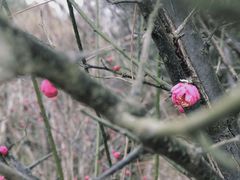 -瑶湖郊野森林公园