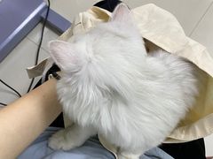 -pd派德宠物中心医院24H急重症·眼科中心·血液透析中心(嵩山北路店)