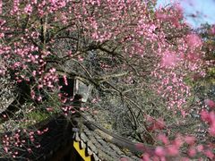 -杭州植物园