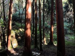 -武陵山森林公园