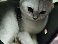 -特一安24小时宠物医院·骨科·中兽医