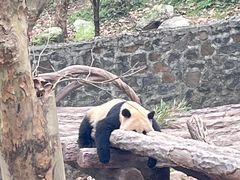 -都江堰中华大熊猫苑