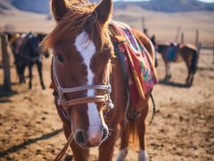 -塞罕坝国家级自然保护区