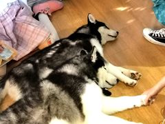 -Husky Go! 哈士奇体验馆·宠物咖啡厅狗咖