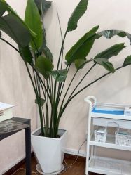 -上海首尔丽格医疗美容医院