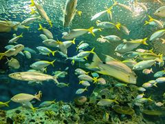 -上海海洋水族馆