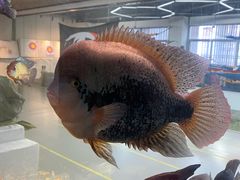 -弓舍射箭俱乐部(高新总店)