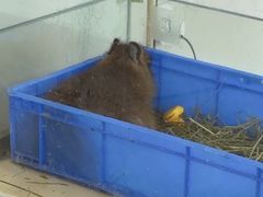-怪兽屋·羊驼·猫咖·狗咖(俊华广场店)