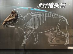 -北京周口店北京人遗址博物馆