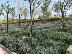 -天津东丽湖风景区
