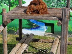 -西霞口神雕山野生动物世界