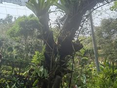 -野象谷景区