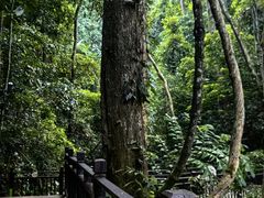 -西双版纳原始森林公园