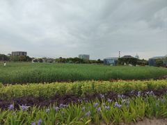 -鹦鹉洲湿地公园
