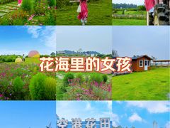 -空港花田景区