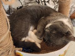 -猫小院猫主题餐厅(三里屯店)