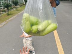 -苏州太湖西山岛开心农场