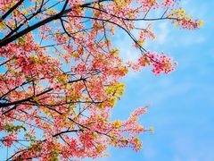 -新江湾城公园