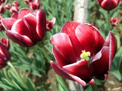 -长春公园(普阳街道)