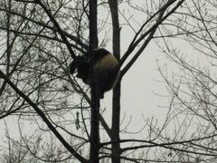 -中国大熊猫保护研究中心雅安碧峰峡基地