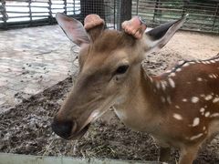 -石家庄市动物园