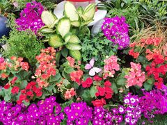 -上海鲜花港