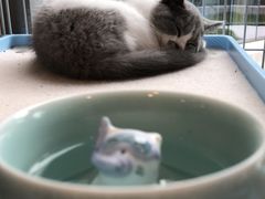 -猫的天空之城概念书店(北戴河蔚蓝海岸店)