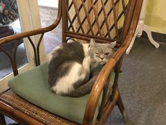 -猫色咖啡·猫咖