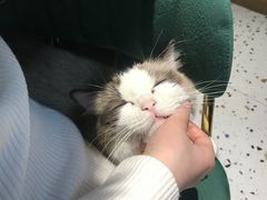 -喵喵咪呀布偶猫咖(春熙路店)