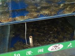 水产区-阳澄湖大闸蟹·琼灵阁牌品牌连锁(吴中总店)