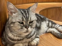 -有猫主题·治愈系猫咖(曾厝垵店)