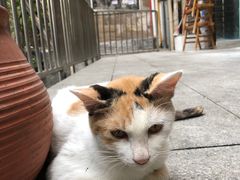 -陈有良尖椒鸡(渝中示范店)