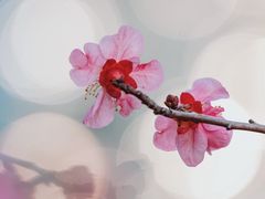 -望江楼公园