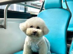 -帕帕拉兹宠物(亚洲旗舰店)