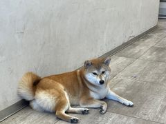 -SPARROW 家雀儿咖啡本店