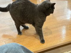 -是阿柴呀！柴犬咖啡·爱喵喵猫咖