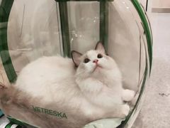 -BABIT巴比特宠物(MOMOPARK店)