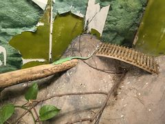 -上海大自然野生昆虫馆