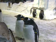 -芜湖新华联大白鲸海洋公园