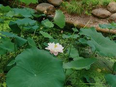 -陈家山荷花公园
