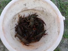 -南汇新场正宗水蜜桃采摘