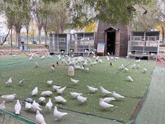 -长白岛森林公园