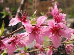 -田园东方蜜桃村的田野营地