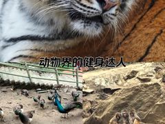 -栾川竹海野生动物园