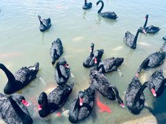 -艾溪湖湿地公园