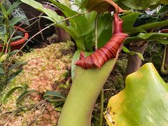 -昆明植物园