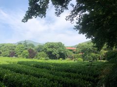 -中国茶叶博物馆(双峰馆区)
