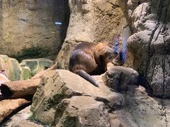 -迪拜水族馆及水下动物园