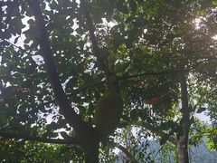 -呀诺达热带雨林